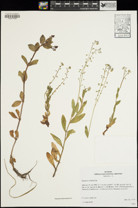 Myosotis latifolia image