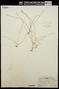 Athysanus pusillus image