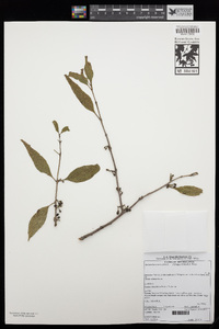 Image of Agelanthus transvaalensis
