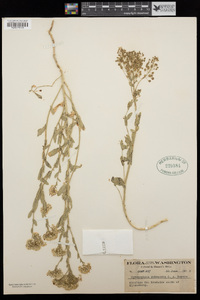 Lepidium appelianum image