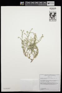 Cryptantha muricata var. denticulata image