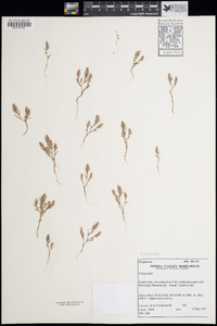 Polygonum polygaloides subsp. kelloggii image