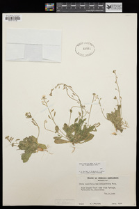 Draba cuneifolia image