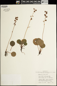 Pyrola asarifolia image