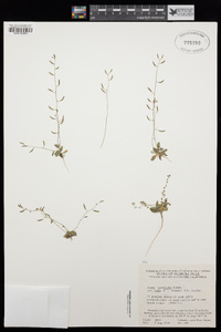 Draba albertina image