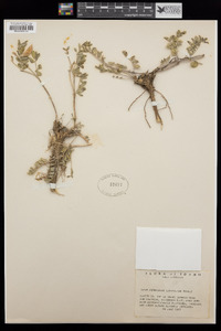 Image of Astragalus latifolius