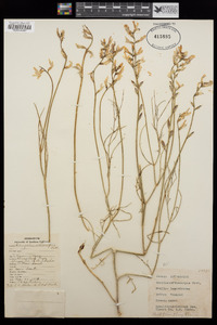 Image of Astragalus orthocarpus