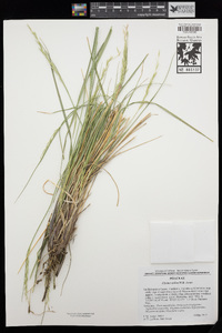 Elymus salina image