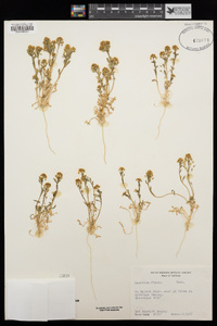 Lepidium flavum image