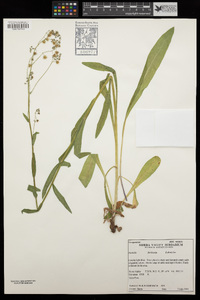 Hackelia floribunda image