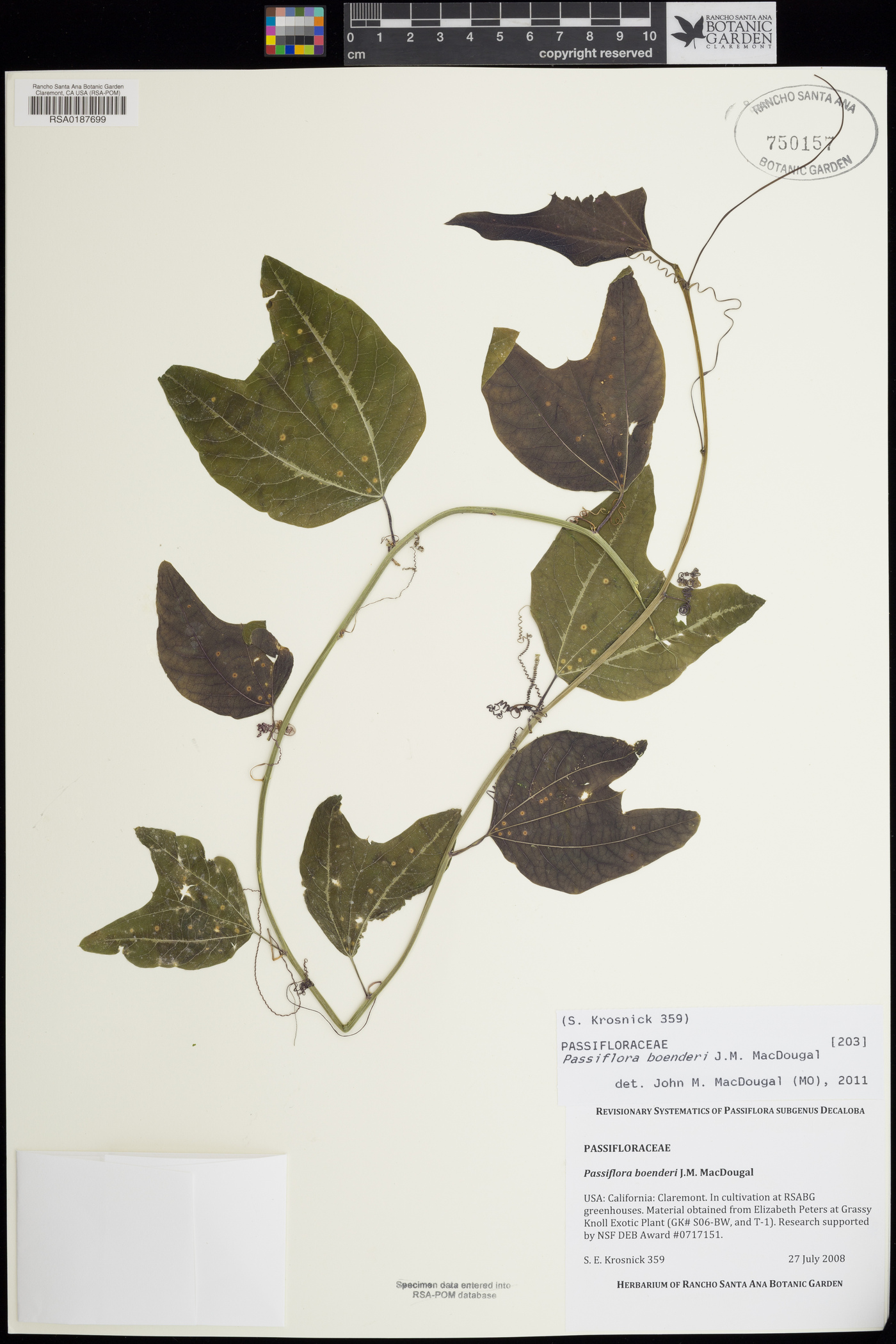 Passiflora boenderi image