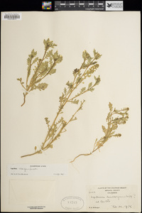 Lepidium oblongum image