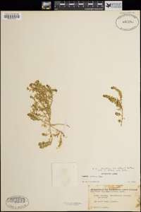 Lepidium strictum image