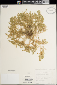 Lepidium strictum image