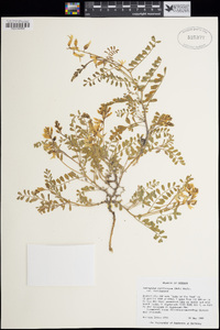 Astragalus curvicarpus var. curvicarpus image