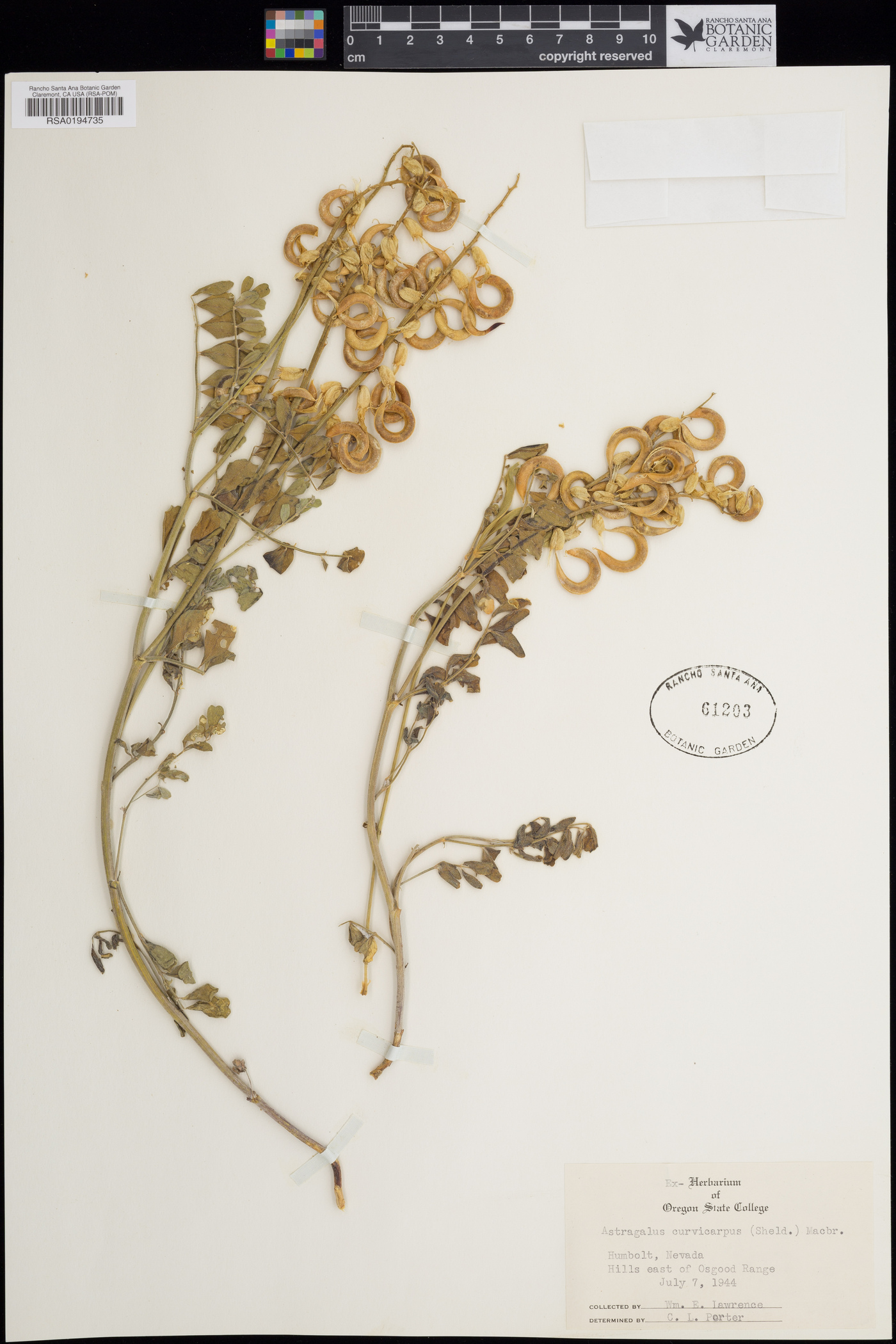Astragalus curvicarpus image