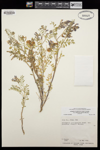 Astragalus lentiginosus image