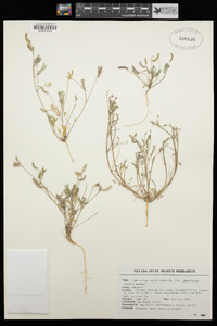 Astragalus nuttallianus var. imperfectus image