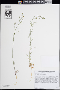 Stephanomeria exigua subsp. exigua image