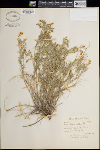 Image of Astragalus reflexistipulus