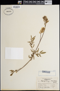 Glycyrrhiza lepidota image