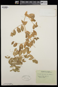 Lathyrus japonicus image