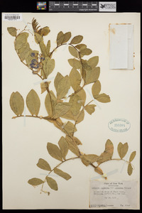 Lathyrus japonicus image