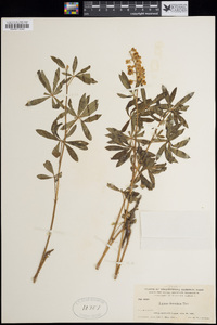 Lupinus argenteus var. argenteus image