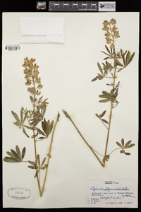 Lupinus argenteus var. argenteus image