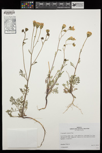 Chaenactis xantiana image