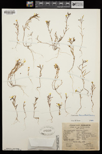 Camissonia lacustris image