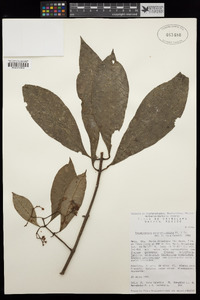 Image of Chrysochlamys psychotriifolia