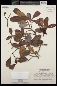 Image of Clusia cylindrica