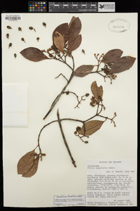 Image of Clusia cuneifolia