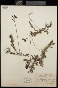 Utricularia vulgaris image