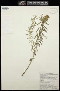 Acalypha angustata image