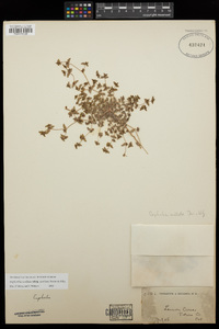 Euphorbia ocellata image