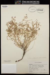 Euphorbia polycarpa image