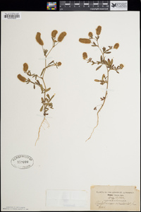 Trifolium arvense image