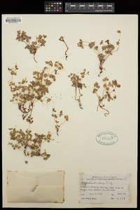 Euphorbia fendleri image