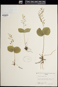 Listera banksiana image