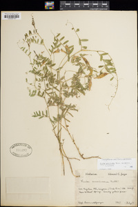 Vicia americana subsp. americana image