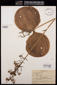 Platanthera orbiculata var. macrophylla image