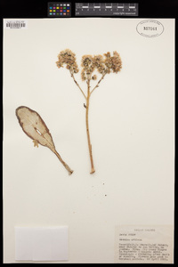 Image of Aeonium urbicum