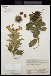 Allamanda oenotherifolia image
