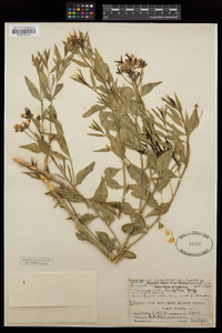 Amsonia tomentosa image