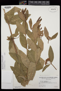 Apocynum cannabinum image