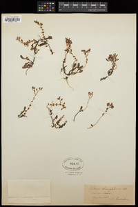 Sedum brevifolium image