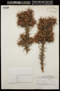 Andersonia echinocephala image