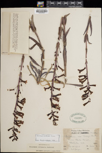 Penstemon utahensis image